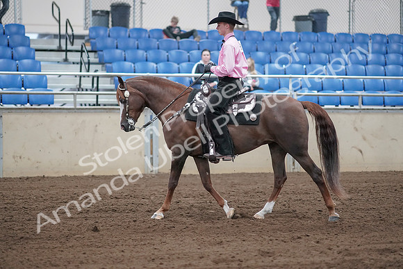 2019 Morgan Horse Show - Sept 01, 2019 - 06831