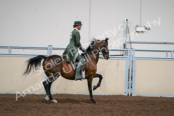 2020 - AB Morgan Horse - Fri, Sept 04 - 03388