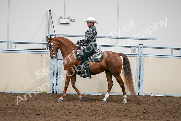 2020 - AB Morgan Horse - Sun, Sept 06 - 07582