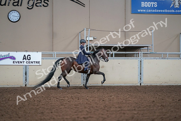 2019 Morgan Horse Show - Aug 30, 2019 - 17969