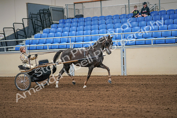 2020 - AB Morgan Horse - Sat, Sept 05 - 05939