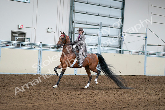 2020 - AB Morgan Horse - Sat, Sept 05 - 12085