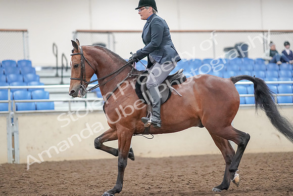 2019 Morgan Horse Show - Aug 30, 2019 - 20479