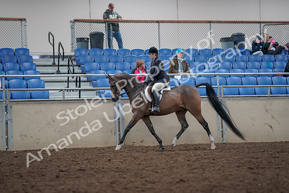 2019 Morgan Horse Show - Aug 31, 2019 - 15878