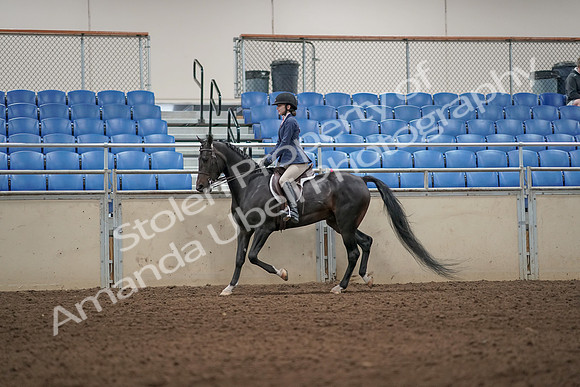 2019 Morgan Horse Show - Aug 31, 2019 - 04956