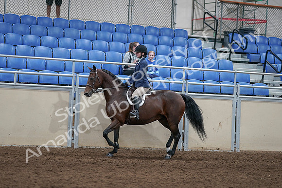2020 - AB Morgan Horse - Fri, Sept 04 - 05885