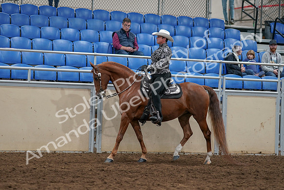 2020 - AB Morgan Horse - Sun, Sept 06 - 07504