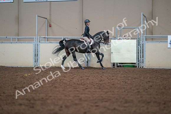 2019 Morgan Horse Show - Aug 30, 2019 - 21093