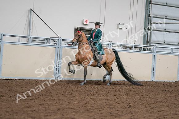 2020 - AB Morgan Horse - Sat, Sept 05 - 13662