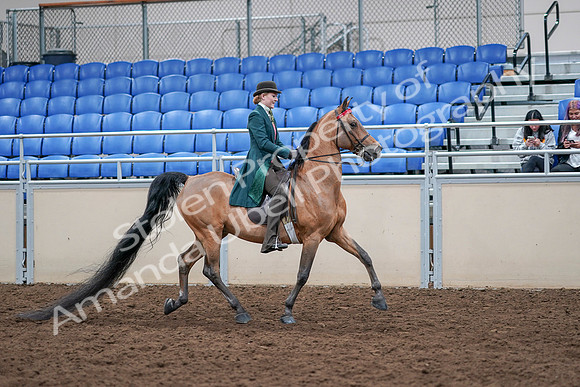 2020 - AB Morgan Horse - Sat, Sept 05 - 13884