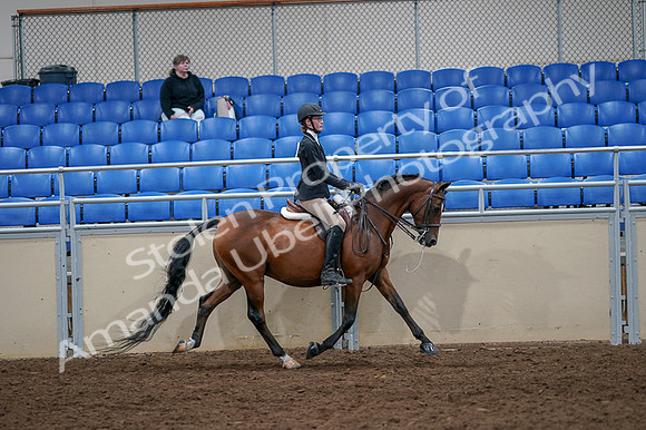 2020 - AB Morgan Horse - Fri, Sept 04 - 06133