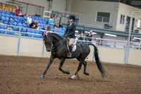 2020 - AB Morgan Horse - Fri, Sept 04 - 05802