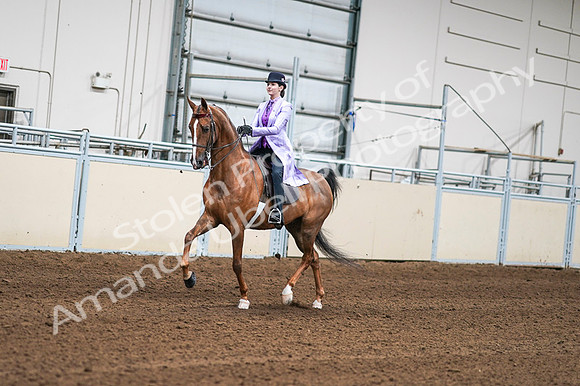 2020 - AB Morgan Horse - Fri, Sept 04 - 04901