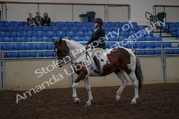 2019 Morgan Horse Show - Aug 30, 2019 - 31129