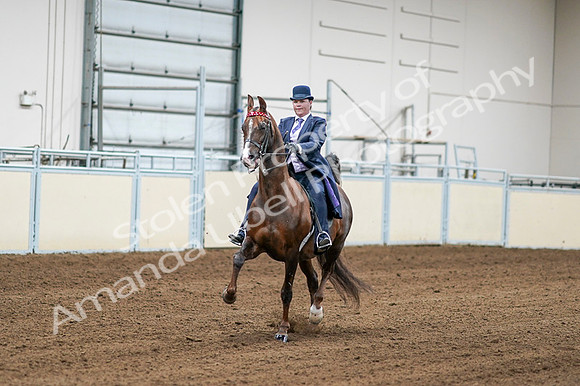 2020 - AB Morgan Horse - Fri, Sept 04 - 08175