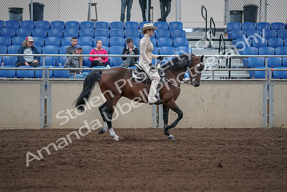2019 Morgan Horse Show - Sept 01, 2019 - 07189