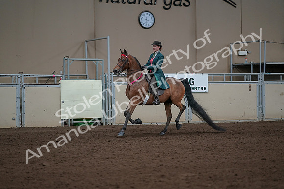 2019 Morgan Horse Show - Sept 01, 2019 - 13465