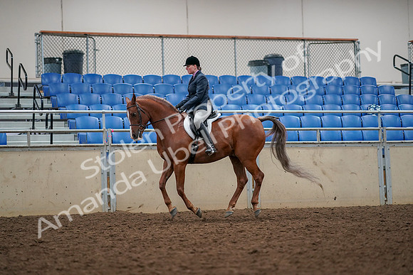 2019 Morgan Horse Show - Aug 30, 2019 - 22399