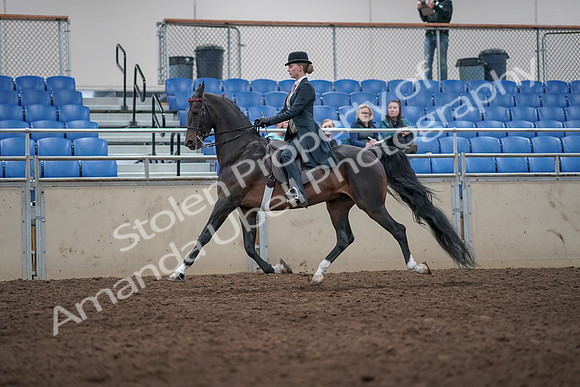 2019 Morgan Horse Show - Aug 31, 2019 - 08732