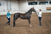2020 - AB Morgan Horse - Sat, Sept 05 - 00646