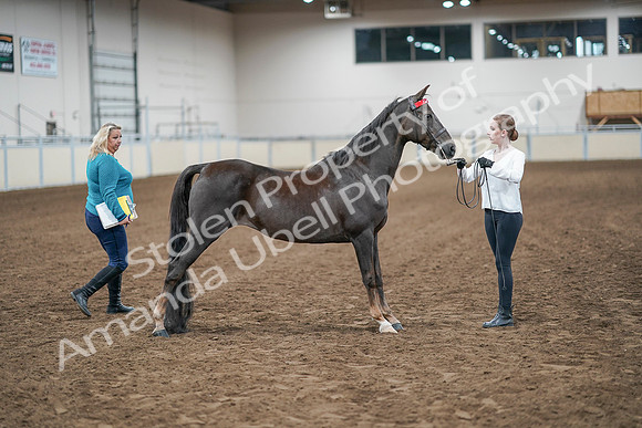 2020 - AB Morgan Horse - Sat, Sept 05 - 00646