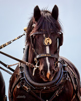 Horse Pull - 003