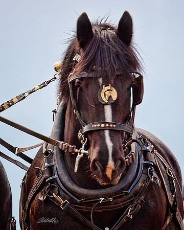 Horse Pull - 003