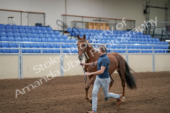 2020 - AB Morgan Horse - Sat, Sept 05 - 00179