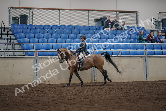 2019 Morgan Horse Show - Aug 31, 2019 - 05148