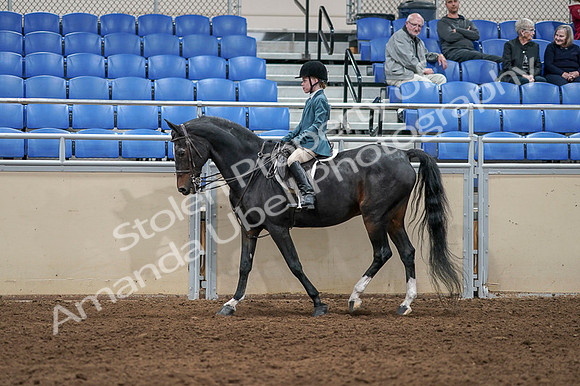 2020 - AB Morgan Horse - Fri, Sept 04 - 07736