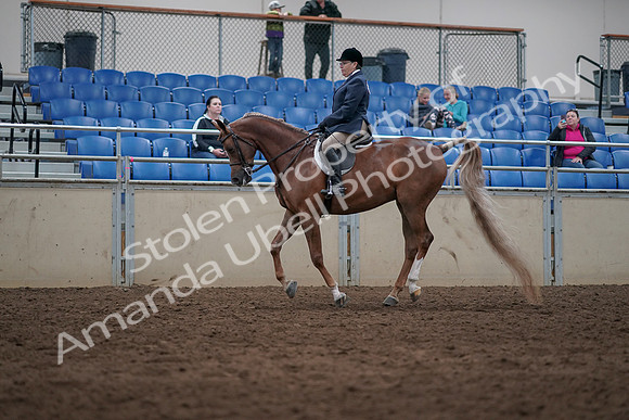 2019 Morgan Horse Show - Sept 01, 2019 - 08671