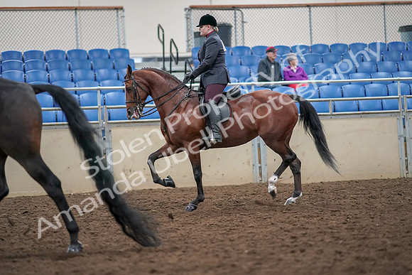 2019 Morgan Horse Show - Aug 30, 2019 - 20082