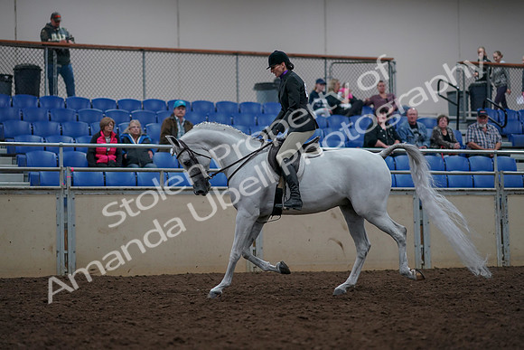 2019 Morgan Horse Show - Aug 31, 2019 - 15896