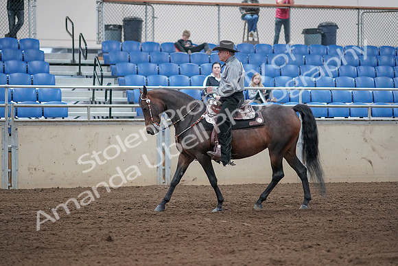 2019 Morgan Horse Show - Sept 01, 2019 - 06796