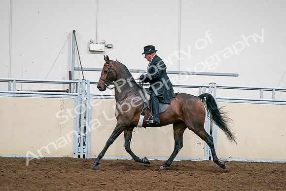2020 - AB Morgan Horse - Sat, Sept 05 - 08018