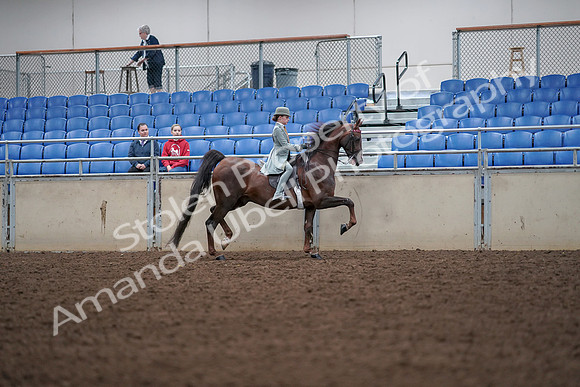 2019 Morgan Horse Show - Aug 30, 2019 - 18112