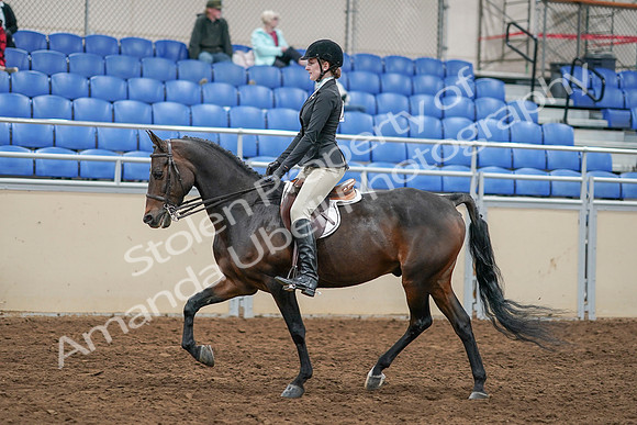 2020 - AB Morgan Horse - Sat, Sept 05 - 14224