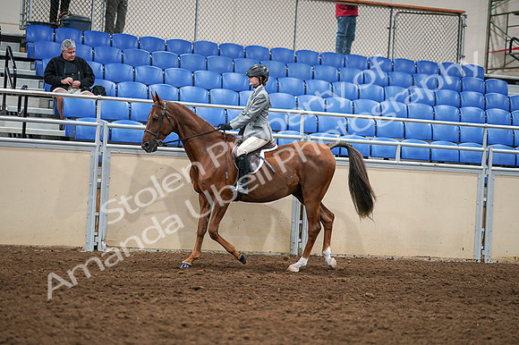 2020 - AB Morgan Horse - Fri, Sept 04 - 02960