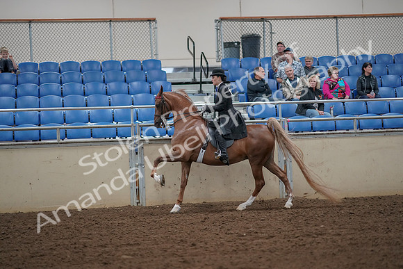 2019 Morgan Horse Show - Aug 30, 2019 - 25167