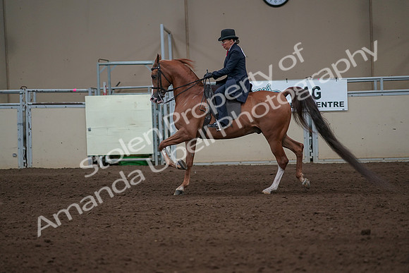 2019 Morgan Horse Show - Sept 01, 2019 - 11929
