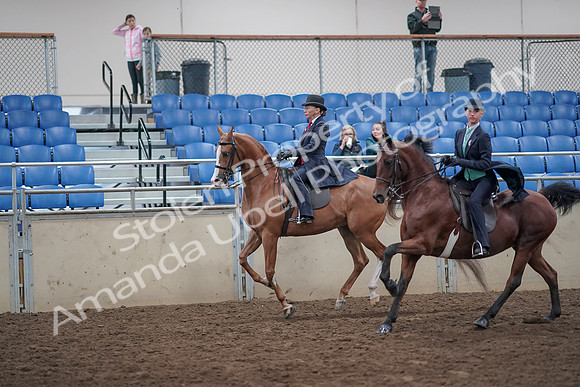 2019 Morgan Horse Show - Aug 31, 2019 - 08814