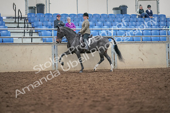 2019 Morgan Horse Show - Aug 30, 2019 - 20277