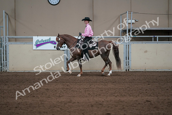 2019 Morgan Horse Show - Sept 01, 2019 - 06901