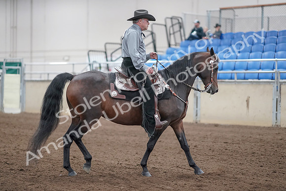 2019 Morgan Horse Show - Sept 01, 2019 - 07013