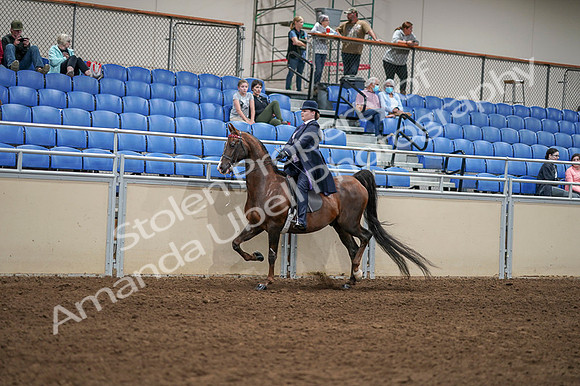 2020 - AB Morgan Horse - Fri, Sept 04 - 08000