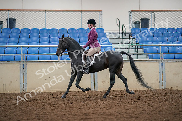 2019 Morgan Horse Show - Aug 30, 2019 - 23164