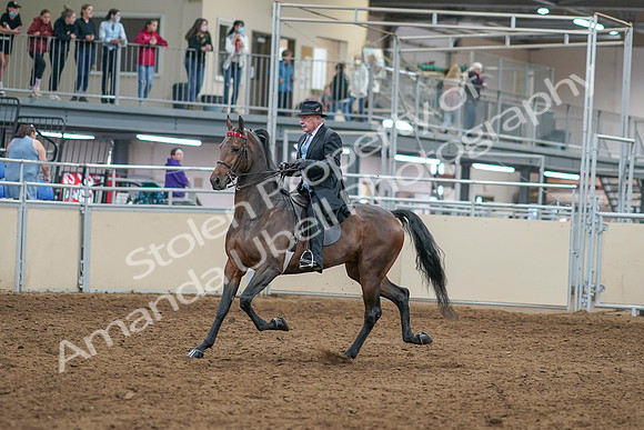 2020 - AB Morgan Horse - Sat, Sept 05 - 07895