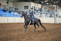2020 - AB Morgan Horse - Sun, Sept 06 - 08296