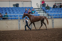2019 Morgan Horse Show - Aug 31, 2019 - 02591