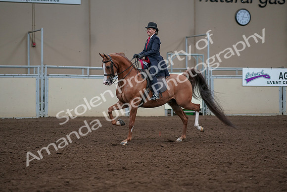 2019 Morgan Horse Show - Sept 01, 2019 - 12118